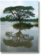 Buffalo Trails Tour In Siem Reap