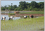  visite du Tonl� Sap